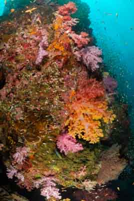 Fonds marins de la mer d'Andaman en Thailand. Photographies par Amar Guillen.