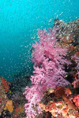 Fonds marins de la mer d'Andaman en Thailand. Photographies par Amar Guillen.