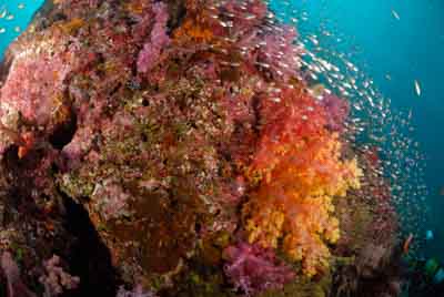 Fonds marins de la mer d'Andaman en Thailand. Photographies par Amar Guillen.