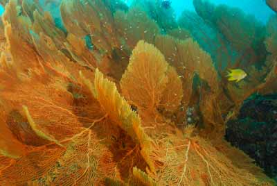 Fonds marins de la mer d'Andaman en Thailand. Photographies par Amar Guillen.