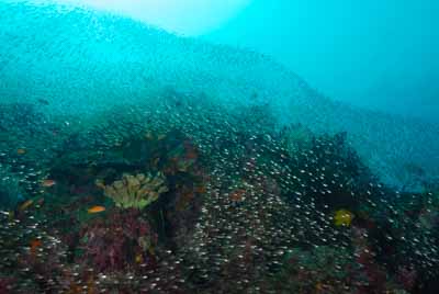 Fonds marins de la mer d'Andaman en Thailand. Photographies par Amar Guillen.