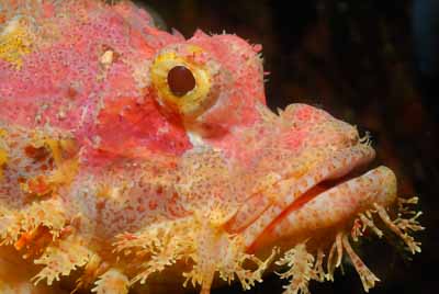Underwater sceneries of the Andaman Sea in Thailand. Photographs by Amar Guillen.