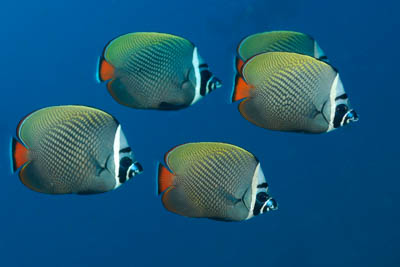 Underwater sceneries of the Andaman Sea in Thailand. Photographs by Amar Guillen.