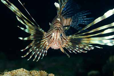 Underwater sceneries of the Andaman Sea in Thailand. Photographs by Amar Guillen.