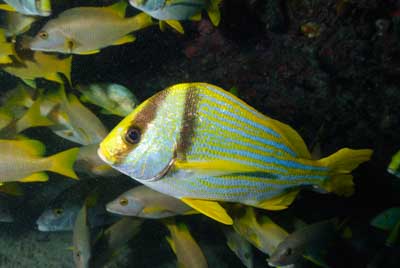 Fonds marins de Key Largo en Floride, Etats-Unis. Photographies par Amar Guillen.
