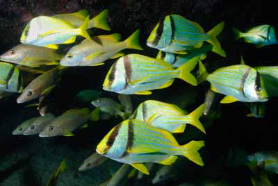 Fonds marins de Key Largo en Floride, Etats-Unis. Photographies par Amar Guillen.