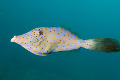 Fonds marins de Key Largo en Floride, Etats-Unis. Photographies par Amar Guillen.