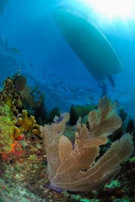 Fonds marins de Key Largo en Floride, Etats-Unis. Photographies par Amar Guillen.
