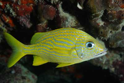 Fonds marins de Key Largo en Floride, Etats-Unis. Photographies par Amar Guillen.