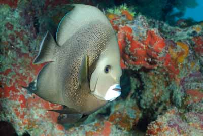 Fonds marins de Key Largo en Floride, Etats-Unis. Photographies par Amar Guillen.
