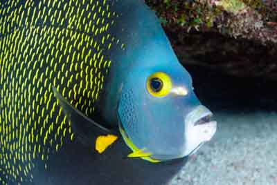 Fonds marins de Key Largo en Floride, Etats-Unis. Photographies par Amar Guillen.