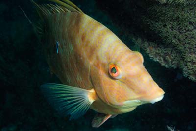 Fonds marins de Key Largo en Floride, Etats-Unis. Photographies par Amar Guillen.