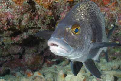 Fonds marins de Key Largo en Floride, Etats-Unis. Photographies par Amar Guillen.