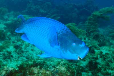 Fonds marins de Key Largo en Floride, Etats-Unis. Photographies par Amar Guillen.