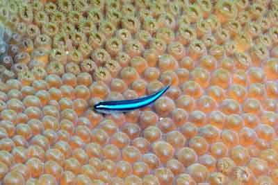 Fonds marins de Key Largo en Floride, Etats-Unis. Photographies par Amar Guillen.