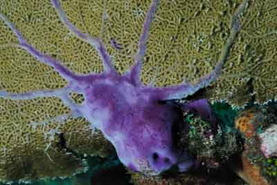 Fonds marins de Key Largo en Floride, Etats-Unis. Photographies par Amar Guillen.