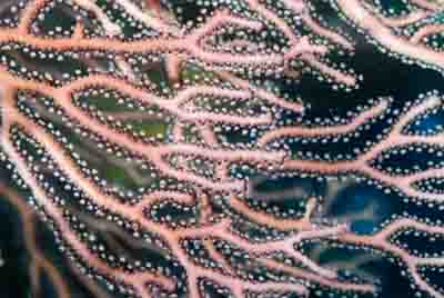 Fonds marins de Key Largo en Floride, Etats-Unis. Photographies par Amar Guillen.