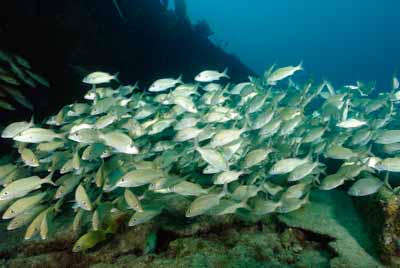 Underwater sceneries of Key Largo in Florida, United States. Photographs by Amar Guillen.