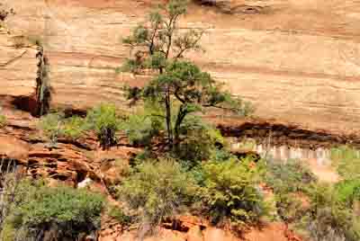 Paysages du Canyon de Zion dans l'Utah aux Etats-Unis. Photographies par Amar Guillen.