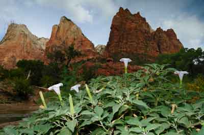 Paysages du Canyon de Zion dans l'Utah aux Etats-Unis. Photographies par Amar Guillen.