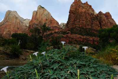Landscapes of Zion in the state of Utah, United States. Photographs by Amar Guillen.