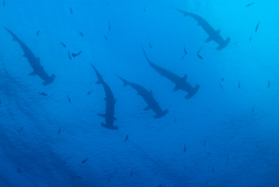 La faune sous-marine des Galapagos. Photographies par Amar Guillen.