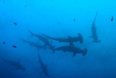 La faune sous-marine des Galapagos. Photographies par Amar Guillen.