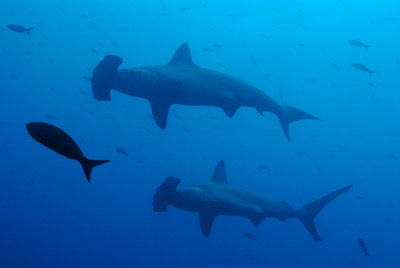 La faune sous-marine des Galapagos. Photographies par Amar Guillen.