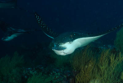 La faune sous-marine des Galapagos. Photographies par Amar Guillen.