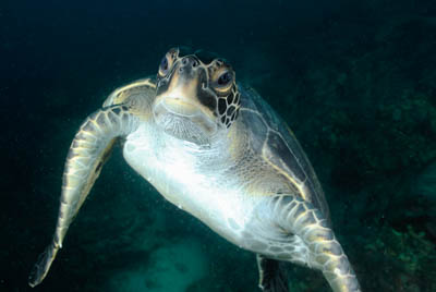 La faune sous-marine des Galapagos. Photographies par Amar Guillen.