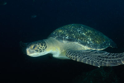 La faune sous-marine des Galapagos. Photographies par Amar Guillen.