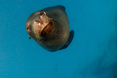La faune sous-marine des Galapagos. Photographies par Amar Guillen.