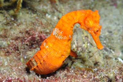 La faune sous-marine des Galapagos. Photographies par Amar Guillen.