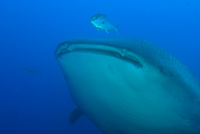 La faune sous-marine des Galapagos. Photographies par Amar Guillen.