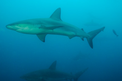 La faune sous-marine des Galapagos. Photographies par Amar Guillen.