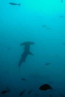 La faune sous-marine des Galapagos. Photographies par Amar Guillen.