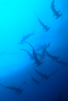 La faune sous-marine des Galapagos. Photographies par Amar Guillen.