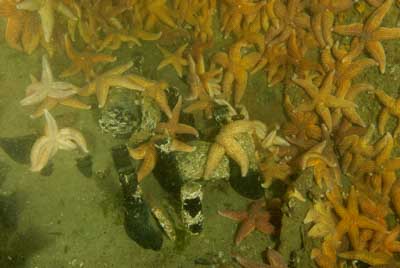 Les fonds marins d'Asnelles en Normandie en France. Photographies par Amar Guillen.