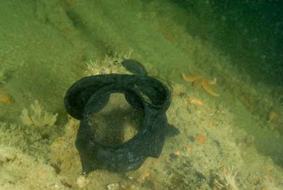 Les fonds marins d'Asnelles en Normandie en France. Photographies par Amar Guillen.