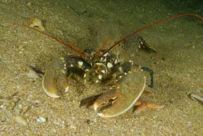 Les fonds marins d'Asnelles en Normandie en France. Photographies par Amar Guillen.