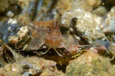 Les fonds marins d'Asnelles en Normandie en France. Photographies par Amar Guillen.