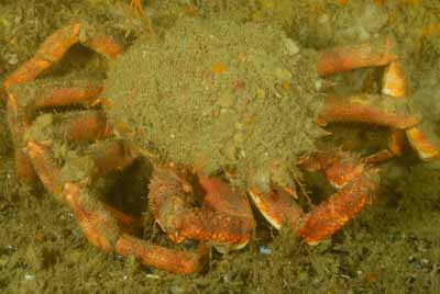 Les fonds marins d'Asnelles en Normandie en France. Photographies par Amar Guillen.