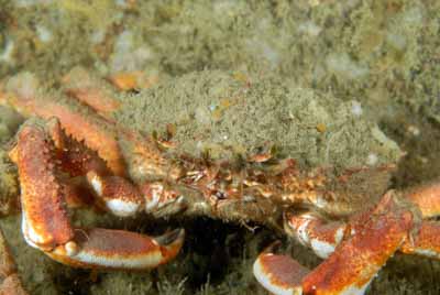 Les fonds marins d'Asnelles en Normandie en France. Photographies par Amar Guillen.
