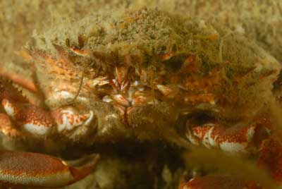 Les fonds marins d'Asnelles en Normandie en France. Photographies par Amar Guillen.