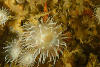 Les fonds marins d'Asnelles en Normandie en France. Photographies par Amar Guillen.
