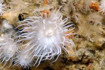 Les fonds marins d'Asnelles en Normandie en France. Photographies par Amar Guillen.