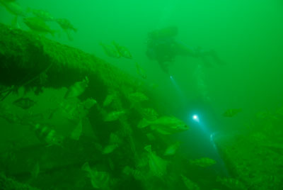 Les fonds marins d'Asnelles en Normandie en France. Photographies par Amar Guillen.