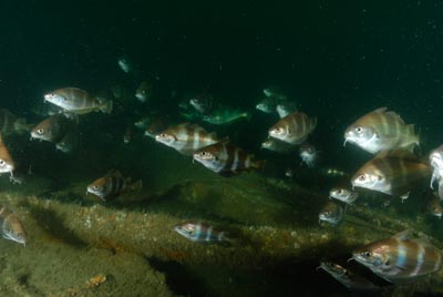 Les fonds marins d'Asnelles en Normandie en France. Photographies par Amar Guillen.