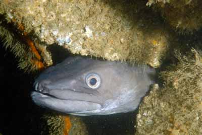 Les fonds marins d'Asnelles en Normandie en France. Photographies par Amar Guillen.