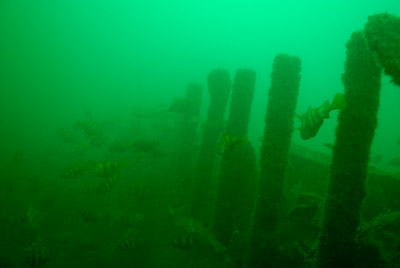 Les fonds marins d'Asnelles en Normandie en France. Photographies par Amar Guillen.